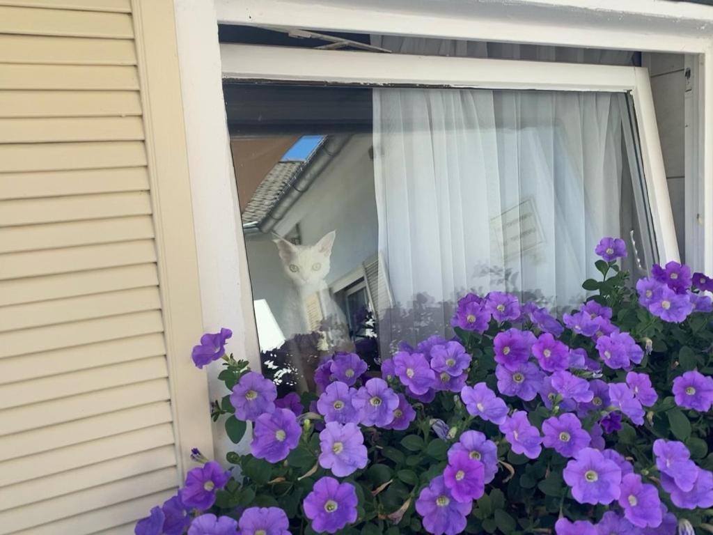Wilsmann Apartmentvermietung Hövelhof Dış mekan fotoğraf